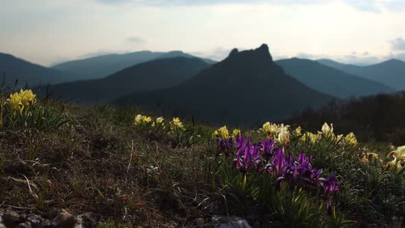 Wild Flowers of Iris Against the Background of High Mountains alt