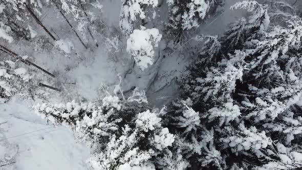 Spectacular top down birs eye view of frozen pine woods - aerial Stamnes Vaksdal Norway alt