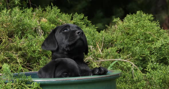 Black Labrador Retriever, Puppies Playing in a Flowerpot, Normandy, Slow Motion 4K alt
