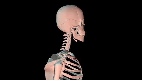 Subclavius Muscles Full Rotation Loop alt