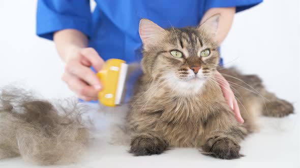 The girl combs the fur of a cat with a furminator alt
