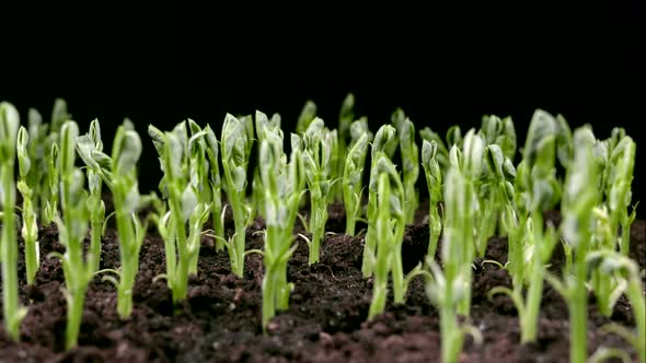 Sprouts of Young Green Peas Germinate Quickly From the Soil