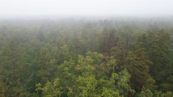 Fog in the Forest Aerial View alt
