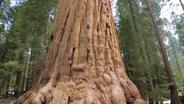 Giant Sequoia Tree in Sequoia National Park
