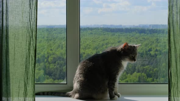 Cat lies on the windowsill in the summer, happy pet at the window