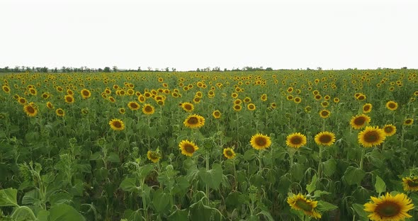Low Flight Over A Yellow Sunflower Field