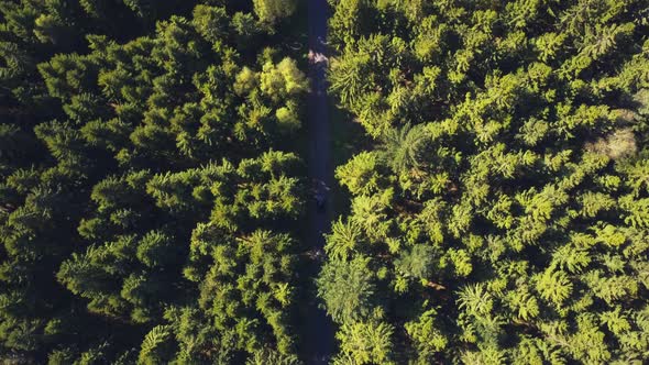 AERIAL: Birdsview on Forest Road with Car, Sunshine, Germany  alt