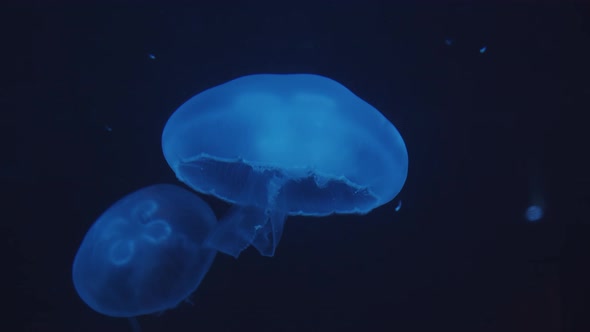 Closeup Show of Beautiful Smack of Blue Jellyfish Swimming Upward and Relaxing in Dark Underwater in alt