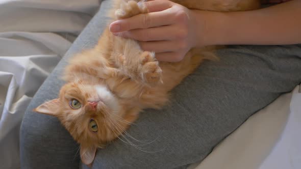 Woman is Cutting Ginger Cat's Claws with Manicure Scissors alt