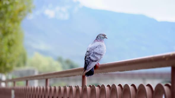 Rock Dove Common Pigeon Feral Pigeon alt