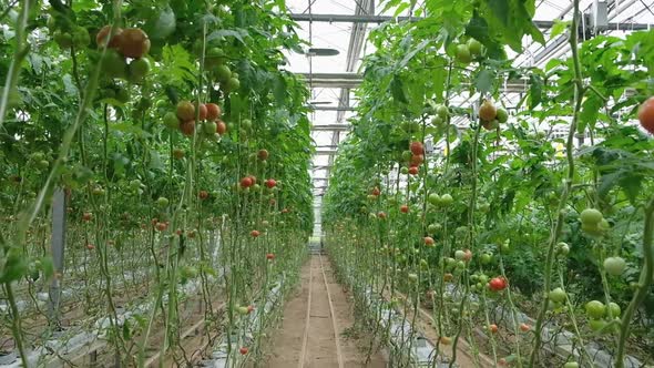Tomato Production and Transportation alt