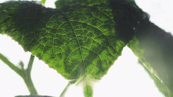 Transparent Green Leaf Of A Plant