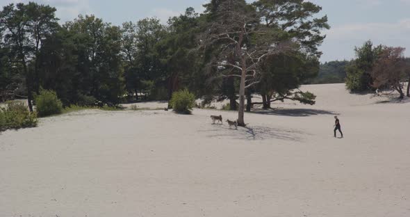 Man walking behind his two dogs in beautiful sand dunes on a sunny summer day alt