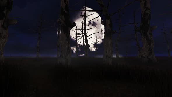 Spooky Forest And Moon
