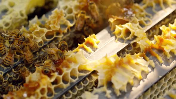 Beekeeper. Bees Fill Honeycombs With Fresh Honey. Honey Products. Rural Industries, Medicine. alt