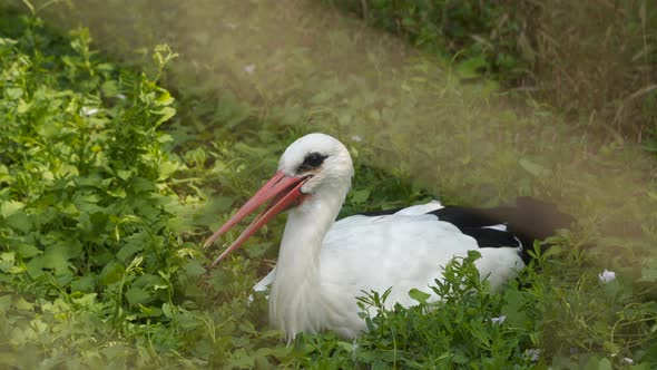 White stork hides from the heat in the grass