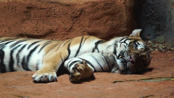 a Siberian tiger resting and relaxing alt