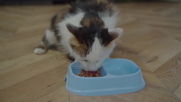Lovely One Eyed Domestic Male Cat Eating Wet Cat Food alt