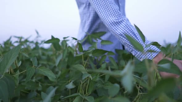 A Farmer Walks Through the Field and Examines the Quality of the Soybeans