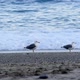 Seagulls on the Shore - VideoHive Item for Sale