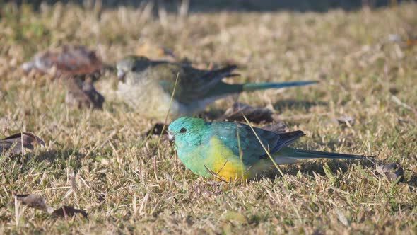 close high frame rate shot of a pair of red-rumped parrots feeding alt