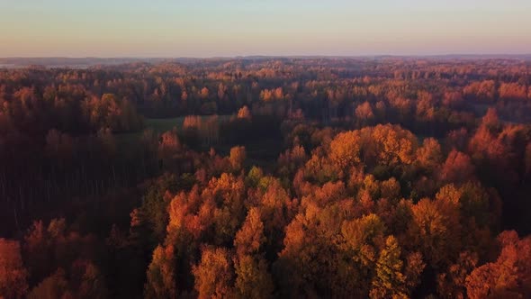 Yellow Autumn View in the Parks Flight Over Forests with Yellow Trees at Sunny Day