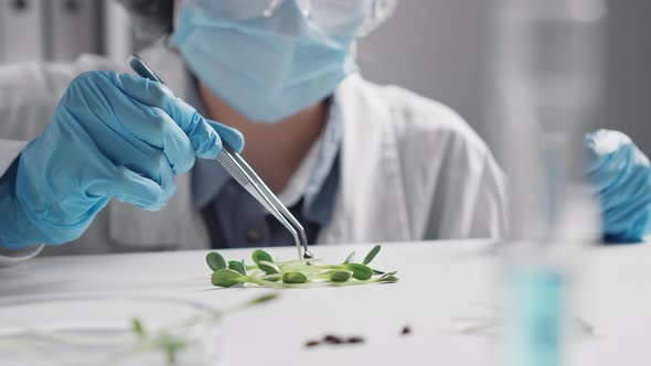 Plant Gmo In Laboratory   Biotechnology Gmo Concept. Food Quality Control Expert Checks Food Samples alt