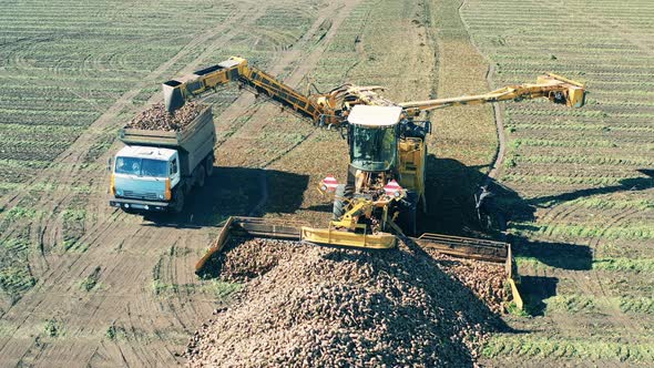 Beet Harvest Is Getting Collected By a Combine and a Truck alt