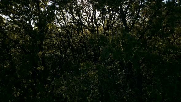 the Drone Rises Above the Forests in the Distance you Can See Agricultural Fields alt