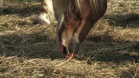 Horse feeding young horse eat grass. 