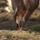 Horse feeding young horse eat grass.  - VideoHive Item for Sale