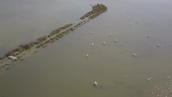 Aerial, drone shot following flamingos, in shallow water, sunny day, in Montijo, Portugal. Salinas d alt