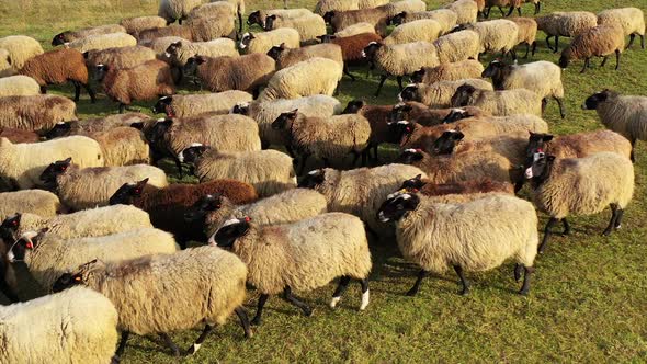 Cute happy sheeps walk on green meadow in sunny day. White and brown sheeps view from above. alt
