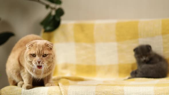 Two cute short hair kitty and cat together on yellow sofa at home
