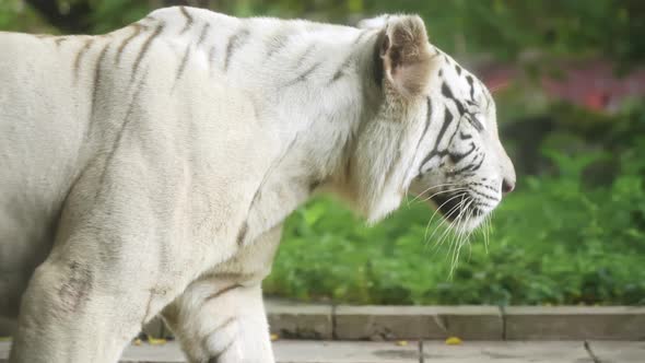 Closeup Beautiful Healthy Balinese White Tiger with Black Stripes Listed in the Red Book Walks on