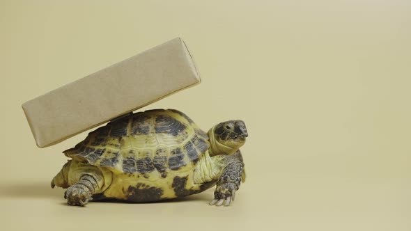Profile of a Turtle with a Cardboard Box on a Shell on a Beige Background in the Studio alt