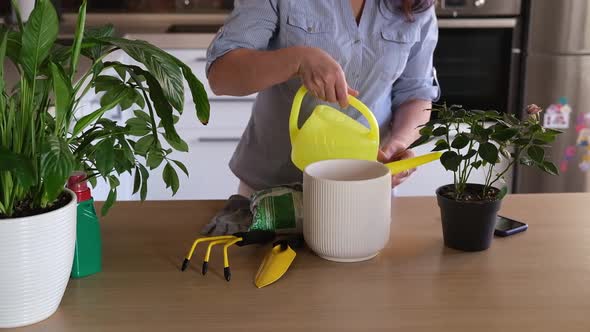 A Woman's Hands Transplant a Rose Flower Into Another Pot on the Table Take Care of Plants and Home