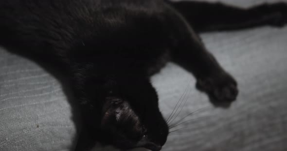 Black Cat Lying On The Edge Of Sofa alt