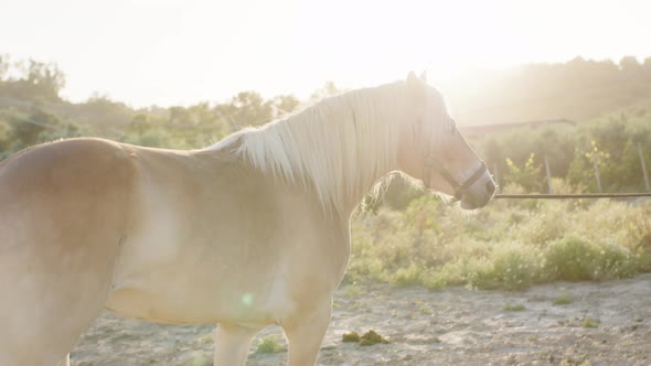 Brown Horse in the Corral alt