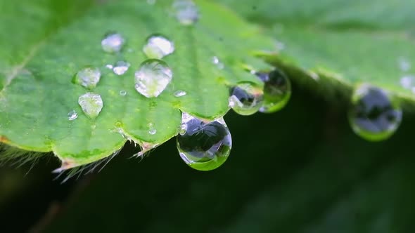Water Drops on the Edge of a Strawberry Leaf