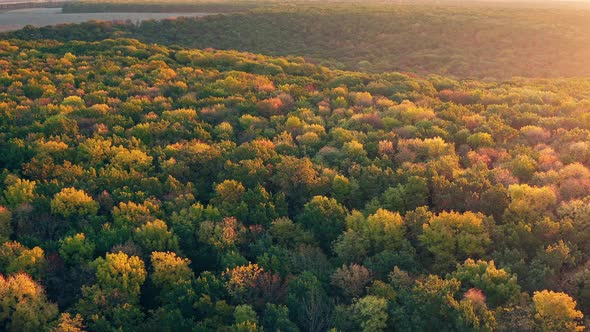 Forest Landscape at Autumn Day alt