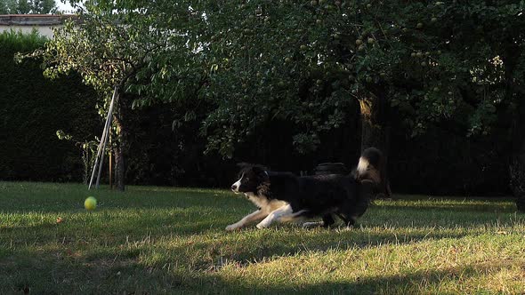 980127 Border Collie Dog walking on Grass, Playing Ball, Slow motion alt