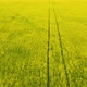 Blooming Rapeseed Field on a Sunny Day. - VideoHive Item for Sale