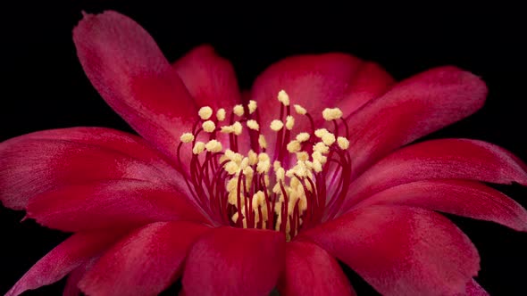 Red Color Flowers Timelapse of Blooming Cactus