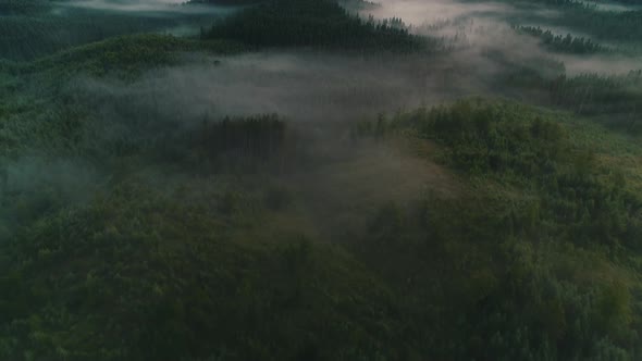Fog Over Coniferous Forest Aerial View