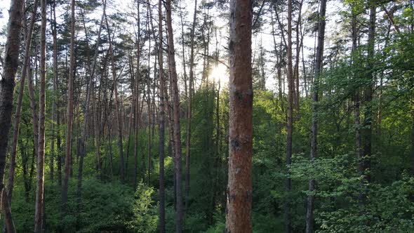 Wild Forest Landscape on a Summer Day alt