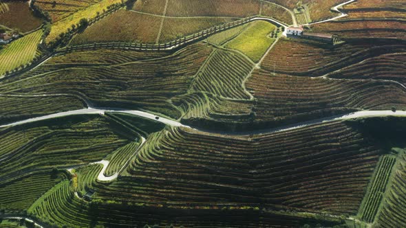 Endless Lines of Vineyards in Countryside of Peso Da Regua Vila Real Portugal alt