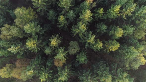 Aerial Top Down View of Forest