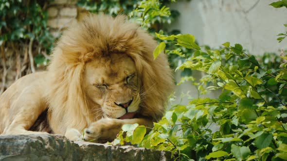 A Large Male Lion is Thoroughly Washing His Paw Licking Her Tongue alt