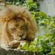 A Large Male Lion is Thoroughly Washing His Paw Licking Her Tongue - VideoHive Item for Sale